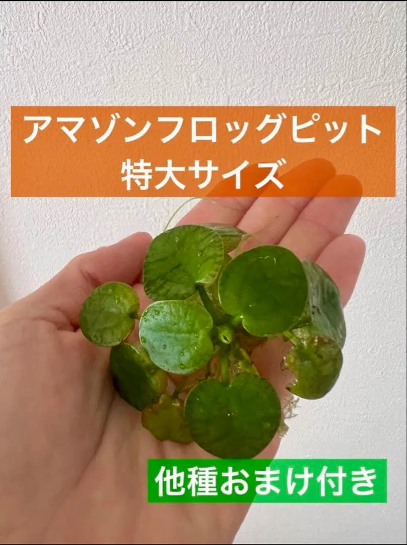 《他種おまけ付き》アマゾンフロッグピット特大サイズ2株《無農薬》