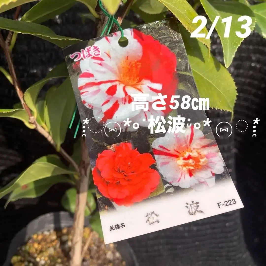 ①*:ஐ白地に大小様々な赤の絞りが入る*:ஐ八重咲き・椿・苗木【松波】苗・4号