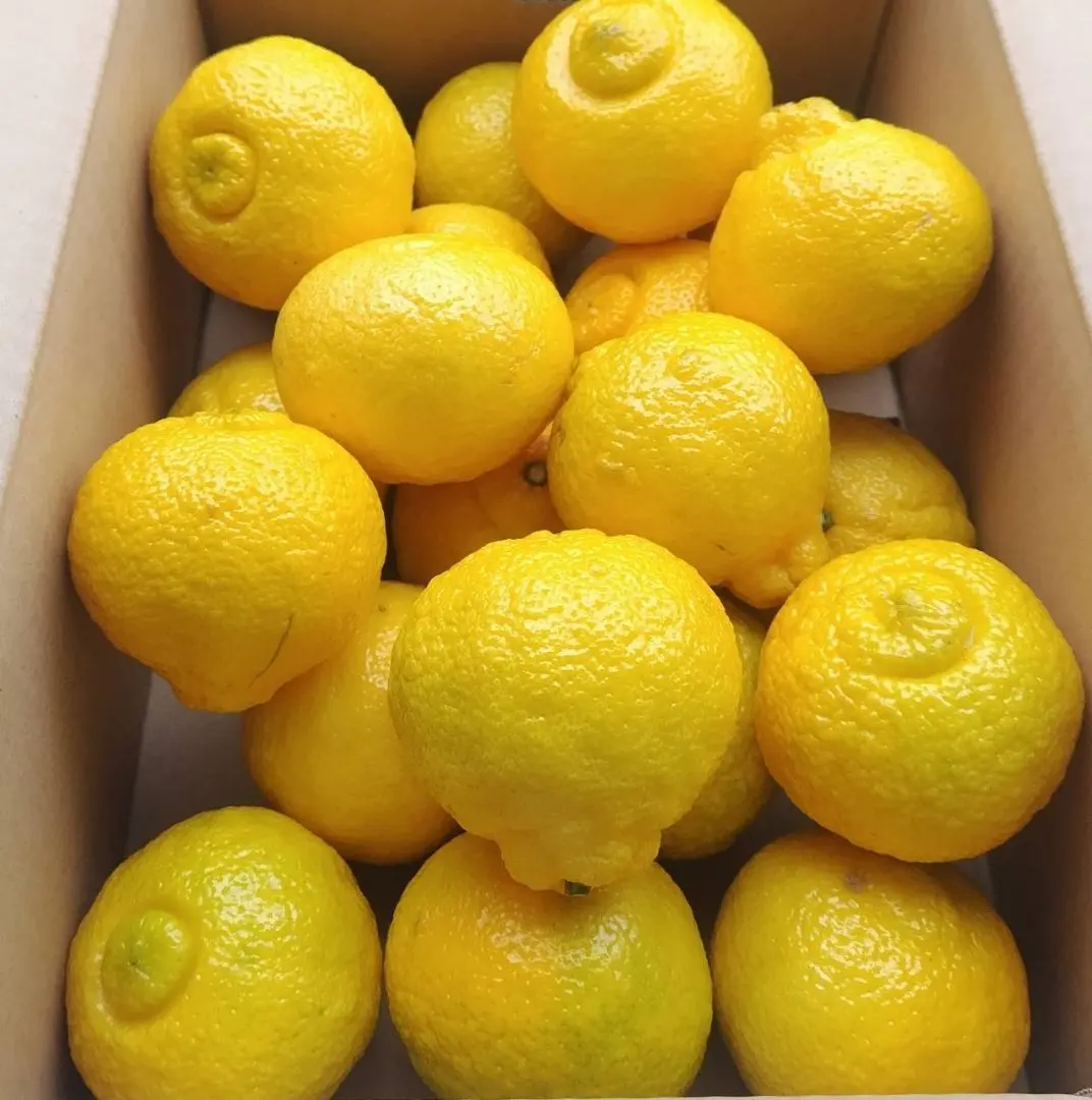 熊本県産　はるか　秀品　5キロ